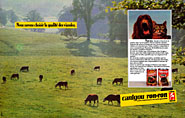 BrandRonron 1981