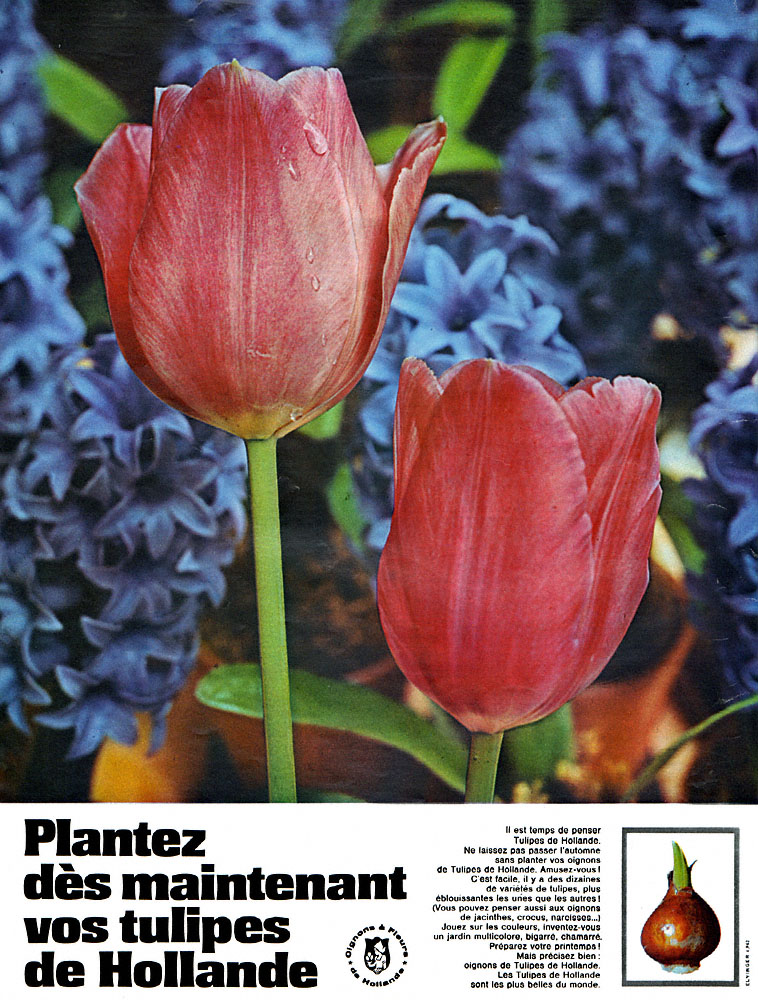 Advert Hollande 1965