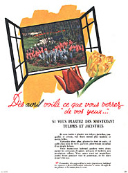 Advert Hollande 1950